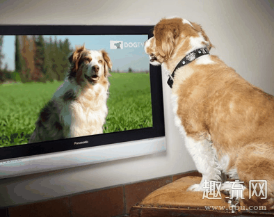 狗狗专属的电视频道是哪个台 狗狗专属的电视频道怎么看
