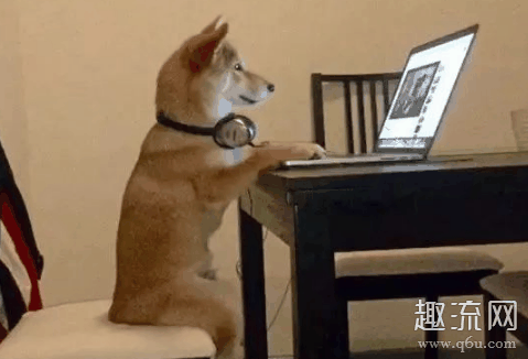 狗狗专属的电视频道是哪个台 狗狗专属的电视频道怎么看