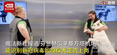 这可比核酸检潮牌汇潮牌网测简单多了（新冠病毒嗅探犬检测准确率高吗 嗅探犬检测新冠病毒自己会被感染吗）