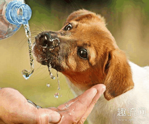 狗狗不喝水怎么办 狗狗不喝水不吃东西可以活几天