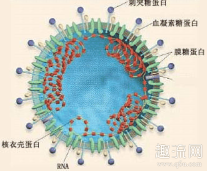新冠病毒最终感染全球人数 新冠病毒最终会演变成一种季节性流感吗?