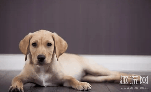 香港宠物狗检测呈弱阳性是怎么回事 宠物会传染给人新冠肺炎吗