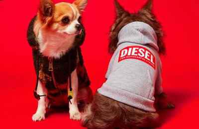  Diesel 迪赛宠物服装系列潮牌网店第二弹 将从本月起正式上线