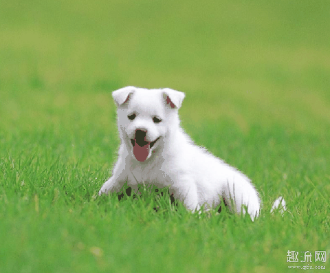 狗狗会感染新型冠状病毒吗 狗狗出门要戴口罩吗