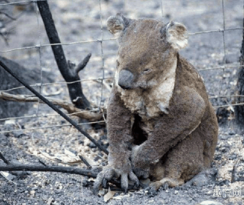 2020澳洲大火熄灭了吗 澳洲为什么经常大火