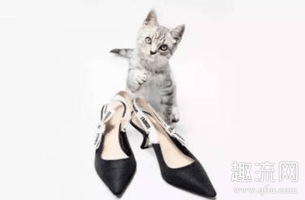 什么叫猫跟鞋 猫跟鞋搭什么裤子好看
