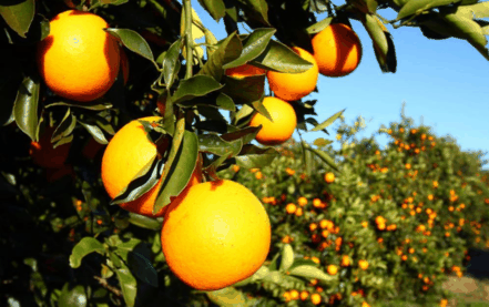 橘子吃多了会变黄吗 吃桔子皮肤会变黄吗